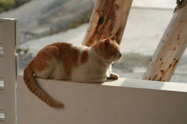 Gato Jengibre Callejero Sentado Una Pared Blanca Día Soleado Invierno —  Fotos de Stock