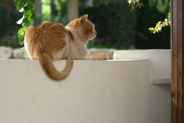 Gato Jengibre Callejero Sentado Una Pared Blanca Día Soleado Invierno —  Fotos de Stock