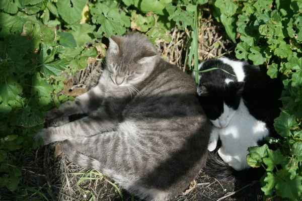 Dois Gatos Vadios Dormindo Perto Outro Grama Sob Uma Passarela — Fotografia de Stock