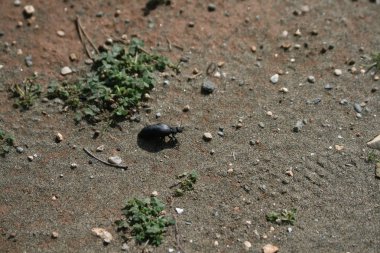 Siyah hata Limasol sahilinde yere üzerinde tarama