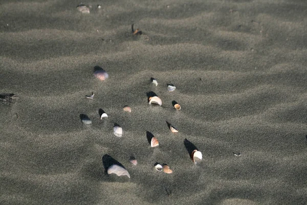 Vários Conchas Seixos Uma Praia Areia Limassol Chipre — Fotografia de Stock