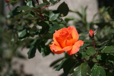 Bir turuncu yakın çekim ile bir tomurcuk gül ve bulanık bir arka plan üzerinde yeşil yaprakları