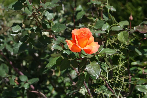 Close Orange Rose Bush Growing Garden Sunny Winter Day — Stock Photo, Image
