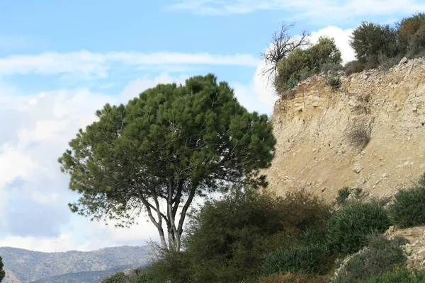Çam ağaçları ve yeşil çalılar Kıbrıs Troodos Dağları'nda görünüm bir bulutlu kış gününde