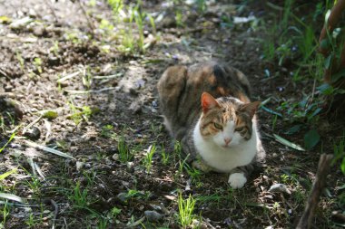 Yeşil gözlü bir güneşli kış sabahı Kıbrıs'ta yatan çok renkli kedi