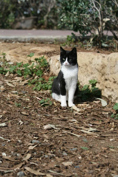 在一个阳光明媚的冬日里 在利马索尔海滨的一块大石头附近 坐在地上的黑色和白色小猫 — 图库照片