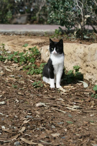 Güneşli Kış Gününde Yere Yakın Büyük Bir Taş Üzerinde Limasol — Stok fotoğraf