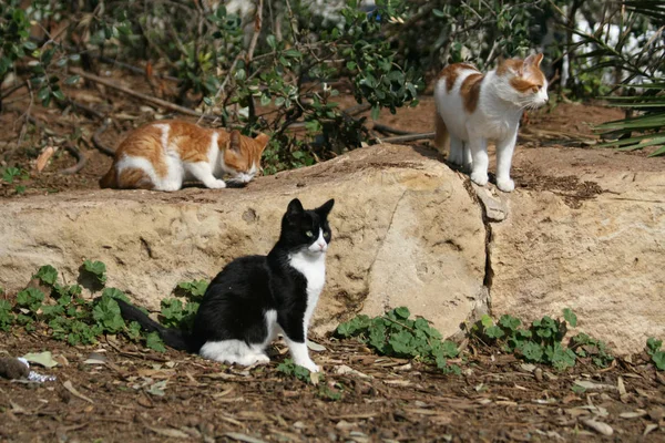 Three Stray Kittens Limassol Seaside Park Sunny Winter Day — Stock Photo, Image