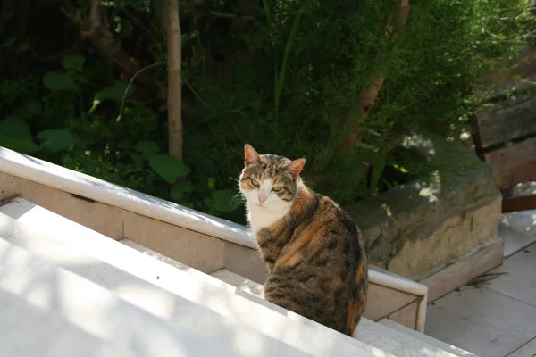 Gato Multicolorido Sentado Quintal Frente Uma Escada Branca Uma Manhã — Fotografia de Stock