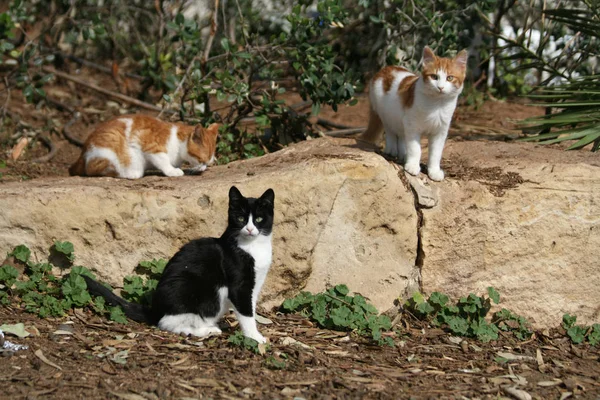 Three Stray Kittens Limassol Seaside Park Sunny Winter Day — Stock Photo, Image