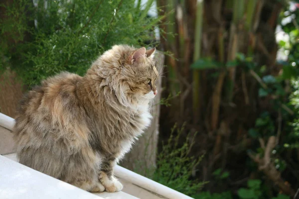 Puszysty Kot Tubby Siedząc Ogródku Białe Schody Niewyraźne Tło Zielony — Zdjęcie stockowe