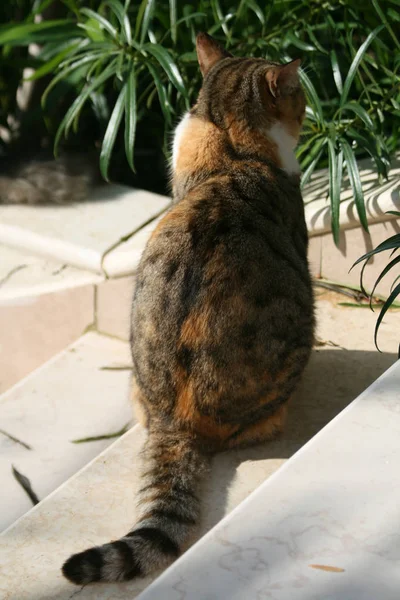 Gato Multicolor Sentado Patio Delantero Una Escalera Blanca Una Soleada —  Fotos de Stock