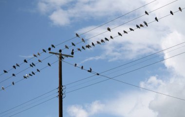 Enerji hatları mavi gökyüzü ve beyaz bulutlar önünde oturan güvercin sürüsü