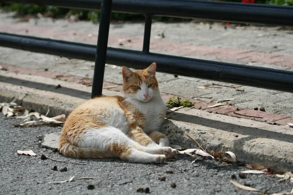 Gato Jengibre Callejero Acostado Camino Paseo Marítimo Limassol Día Soleado — Foto de Stock