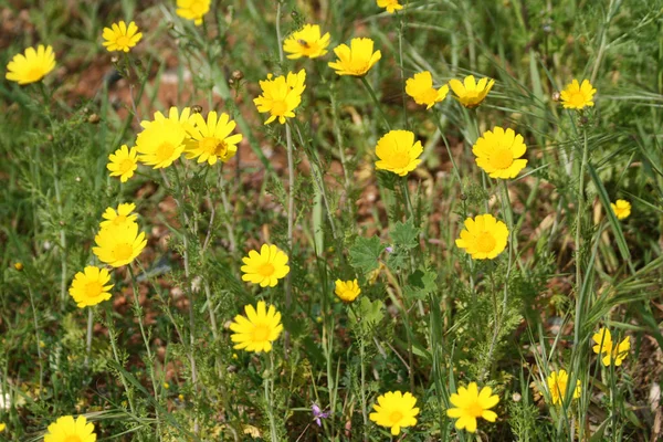 Close Van Gele Madeliefjes Met Groene Bladeren Groeien Het Veld — Stockfoto