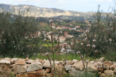 Küçük beyaz kır çiçekleri sap üzerinde arka planda bulanık Dağları ile yakın çekim