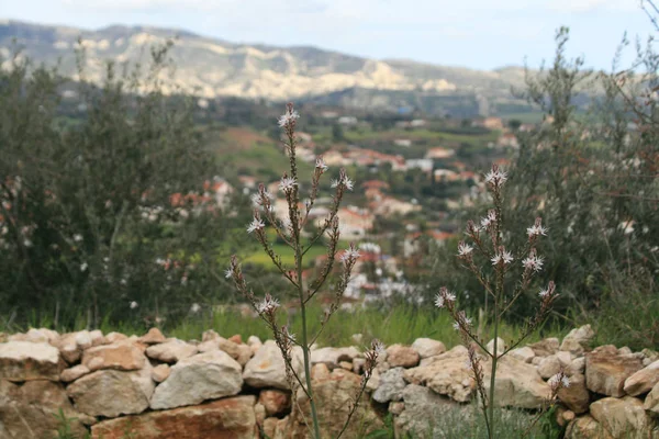 Primer Plano Las Pequeñas Flores Silvestres Blancas Los Tallos Con — Foto de Stock