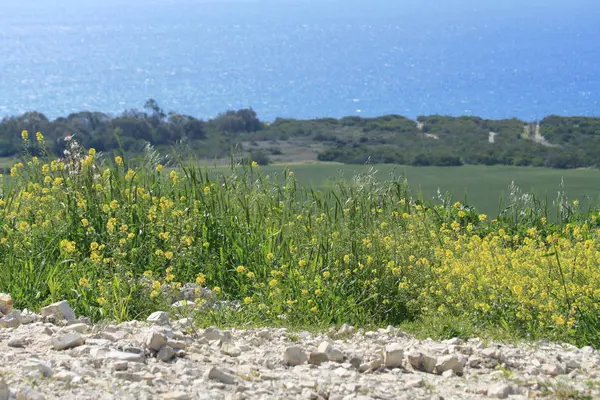 Gelbe Wildblumen Und Grünes Gras Wachsen Auf Einem Hügel Mit — Stockfoto