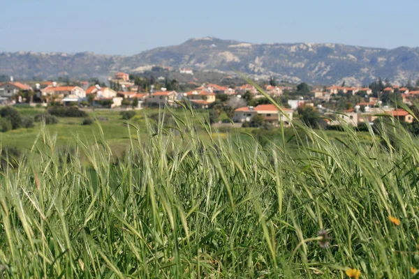 Primer Plano Las Espigas Trigo Verde Que Crecen Campo Día — Foto de Stock