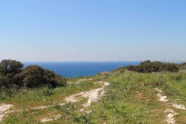 Зеленая Трава Шапаррал Вершине Холма Панорамным Видом Средиземное Море Весенний — стоковое фото