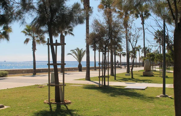 Limasol Kıbrıs Mart 2019 Palmiye Ağaçları Yeşil Çim Ile Molos — Stok fotoğraf
