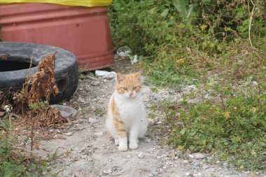 Yerde bir çöp kutusu ve eski bir lastik yanında oturan sokak zencefil yavru kedi