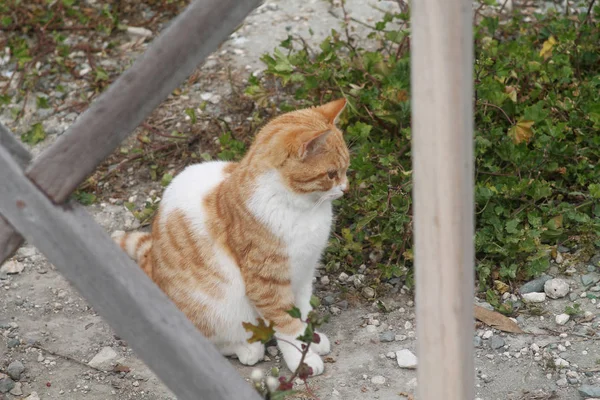 一只流浪的生姜猫坐在一座木桥附近的地上 背景是绿草的肖像 — 图库照片