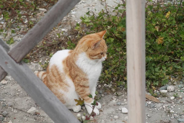 Portrait Chat Roux Errant Assis Sur Sol Près Pont Bois — Photo