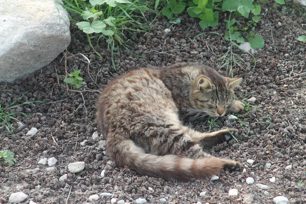 Stray Gato Tabby Deitado Chão Com Olhos Fechados — Fotografia de Stock