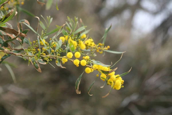 Zbliżenie Kwiatów Mimozy Żółty Zielony Liści Rosnących Gałązka Niewyraźne Tło — Zdjęcie stockowe