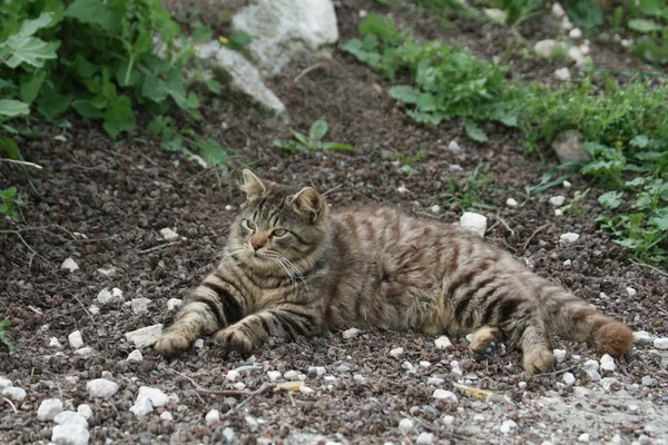 Stray Gato Tabby Deitado Chão Frente Grama Verde — Fotografia de Stock