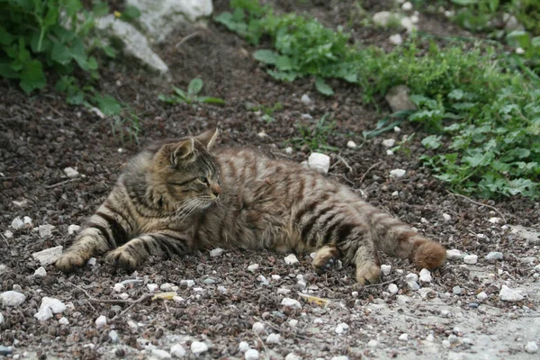 Stray Gato Tabby Deitado Chão Frente Grama Verde — Fotografia de Stock