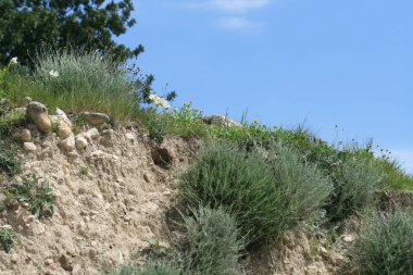 Yeşil çim ve mavi gökyüzü önünde taş bir yamaca büyüyen beyaz ve turuncu bahar kır çiçekleri