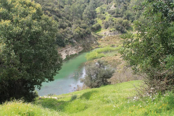 Hierba Verde Árboles Orillas Del Embalse Agua Kouris Chipre Soleado — Foto de Stock