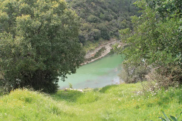 Grama Verde Árvores Nas Margens Reservatório Água Kouris Chipre Dia — Fotografia de Stock