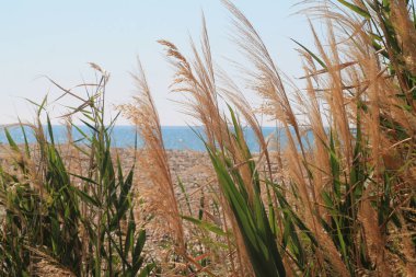 Yeşil ve kuru yabani çim ve mavi deniz ve gökyüzü önünde rüzgar üfleme sivri yakın çekim