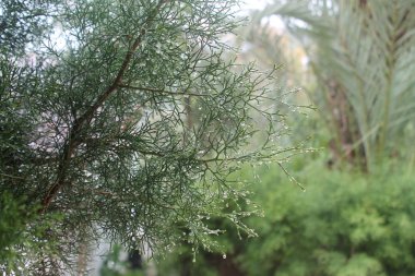 Bulanık bir arka planda yağmur damlaları bir sürü yeşil sedir ağacı şube yakın çekim