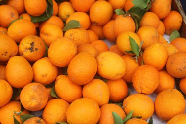 Kıbrıs 'tan olgun Giafitika portakal büyük bir yığını yakın çekim