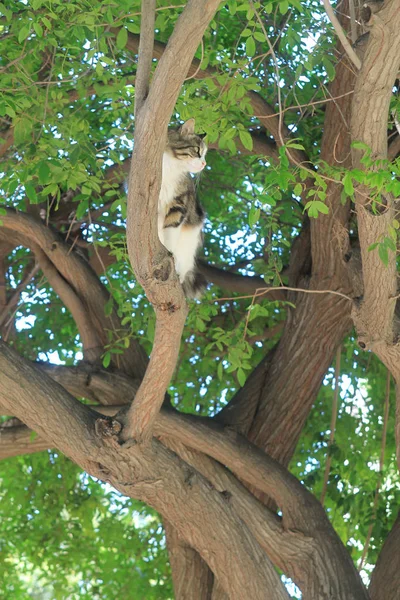 Stray Gato Tabby Sentado Galho Árvore Entre Folhas Verdes — Fotografia de Stock