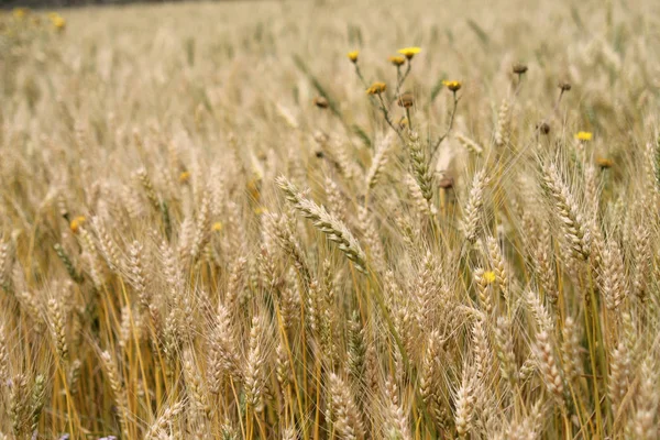Екстремальний Крупним Планом Стиглі Жовті Вуха Пшениці Ростуть Полі Розмитому — стокове фото