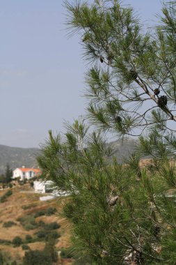 Arka planda dağlar ve mavi gökyüzü ile çam ağacı dalları yakın çekim