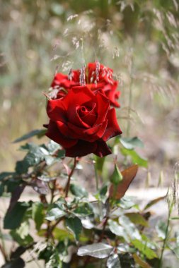 Bulanık bir arka plan üzerinde güneşli bir günde bir çalı üzerinde büyüyen kırmızı bir gül çiçek baş yakın çekim