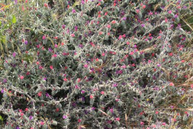Dağlarda bir bahar güneşli bir günde gri yaprakları arasında birçok küçük kırmızı ve mavi kır çiçekleri yakın çekim