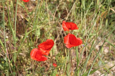 Bir bahar güneşli bir günde yeşil çimler arasında rüzgarda esen kırmızı haşhaş yakın çekim