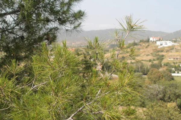 松树树枝的特写 背景是群山和蓝天 — 图库照片