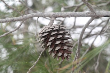 Kuru bir ağaç dalı üzerinde büyük kahverengi çam konisi aşırı yakın çekim