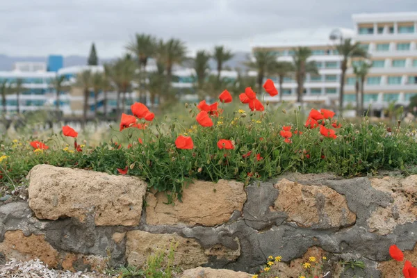 Красные Маки Другие Полевые Цветы Растущие Старой Разрушенной Каменной Стене — стоковое фото