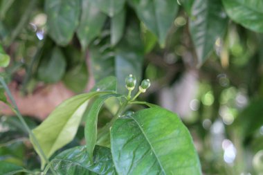 Yeşil yapraklar arasında bir dal üzerinde tomurcukları büyüyen iki yeşil küçük genç portakal yakın çekim