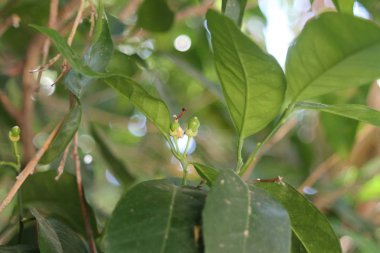 Yeşil yapraklar arasında bir dal üzerinde tomurcukları büyüyen iki yeşil küçük genç portakal yakın çekim