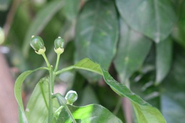 Bulanık bir arka plan üzerinde yeşil yaprakları arasında bir dal üzerinde tomurcukları büyüyen üç yeşil küçük genç portakal Extreme yakın çekim